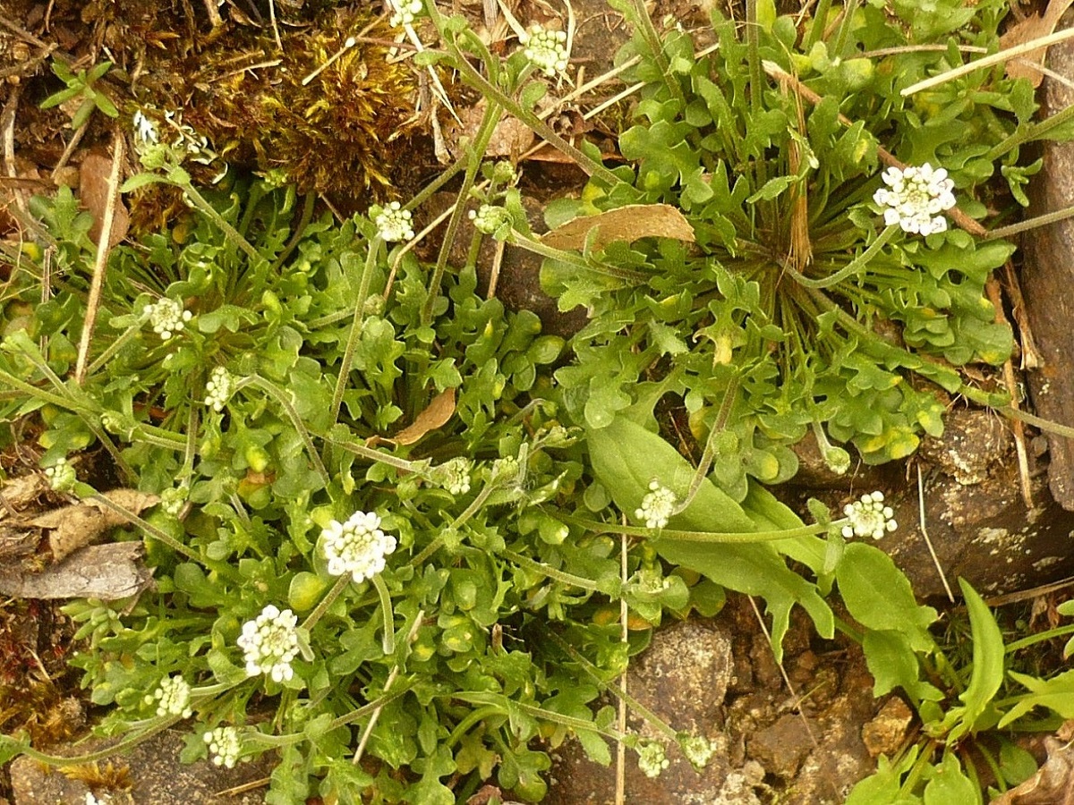Teesdalia nudicaulis (Brassicaceae)